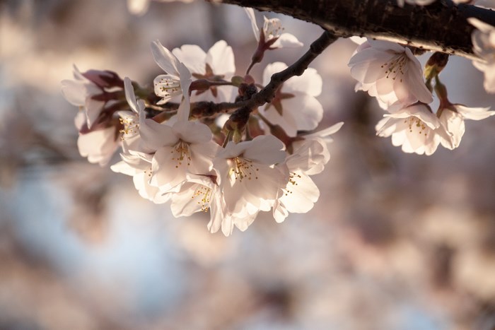 Cherry blossoms on a branch