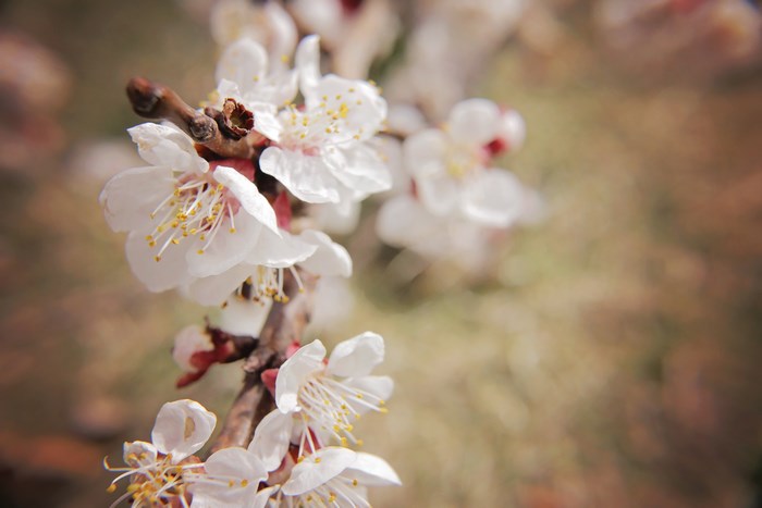 White cherry blossoms on a branch in spring
