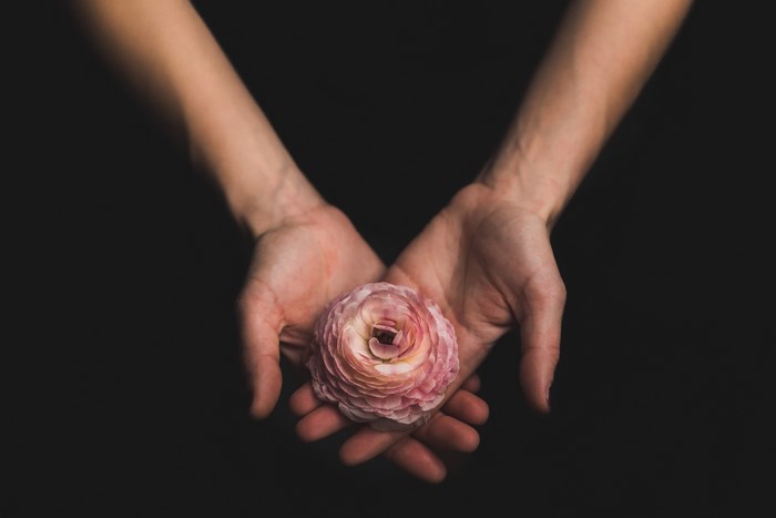 Hands holding a pink ranunculus flower