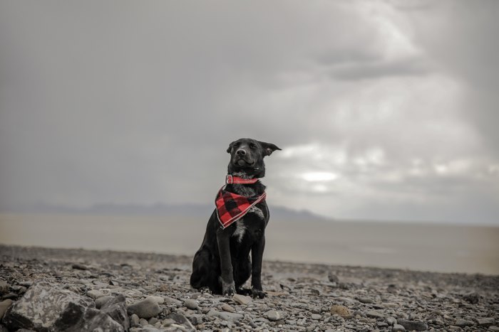 Black dog with bandana sitting on rocky shore