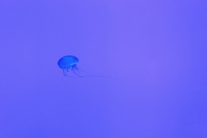 Blue jellyfish floating in a purple ocean