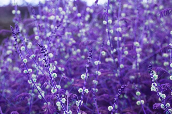 Purple flowers and plants in a field