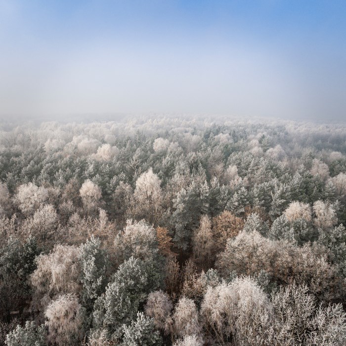 Aerial view of a frosty forest in Poland during winter
