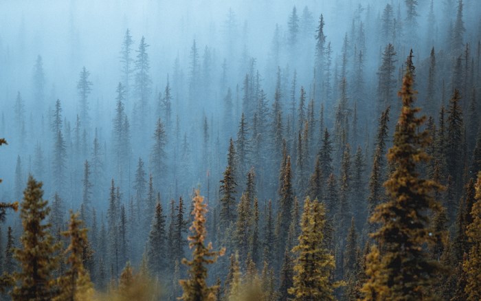 Misty forest with pine trees in fog