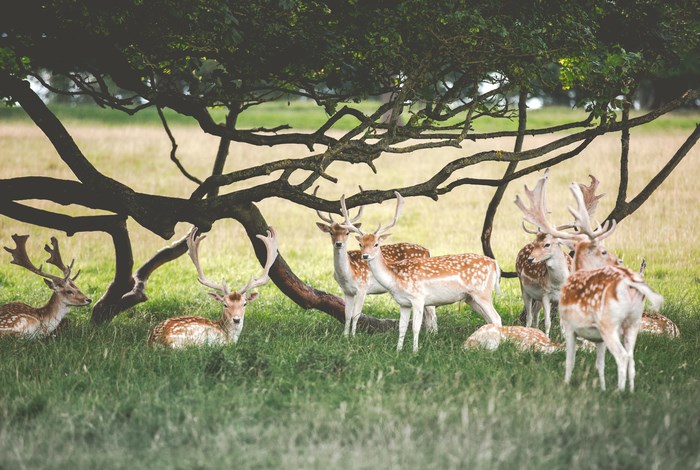 Herd of deer resting under a tree