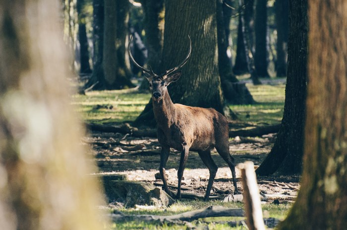 A stag with large antlers stands in a forest