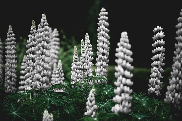 White lupin flowers in a garden