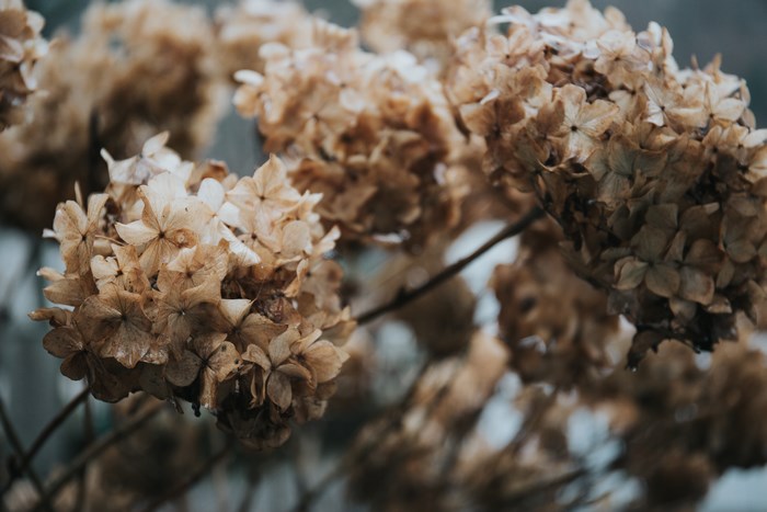 Dried Hydrangea Flowers in Close-up