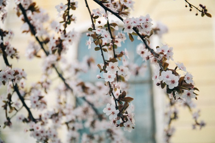 Delicate White Cherry Blossom Branches in Spring