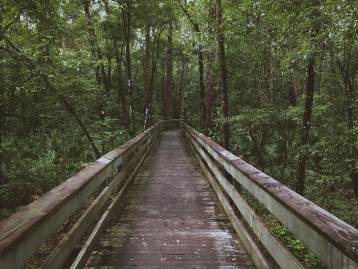 Wooden boardwalk through a dense green forest