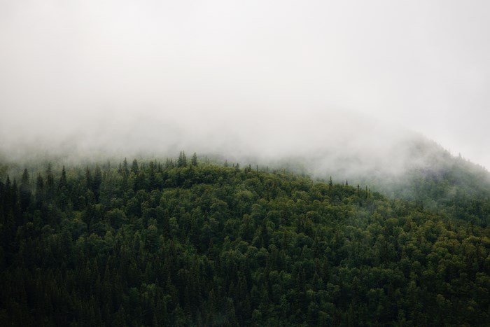 Misty forest on a mountain in Norway