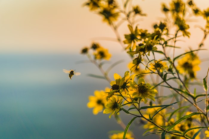 Bee hovering near yellow flowers at dawn