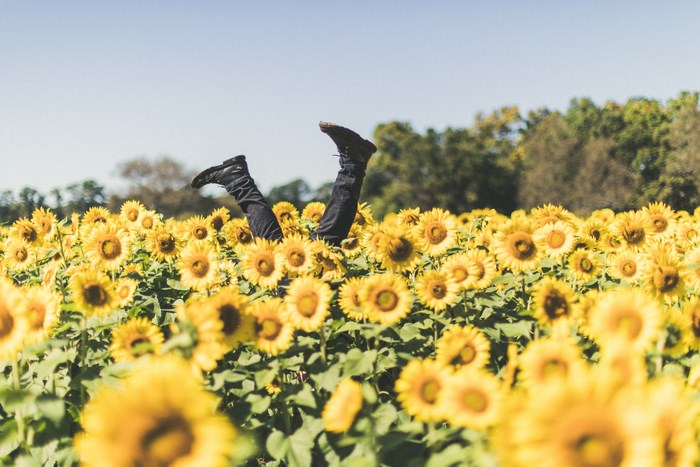 Person doing a handstand in a sunflower field