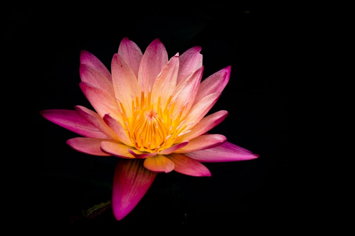 Pink and yellow water lily on black background