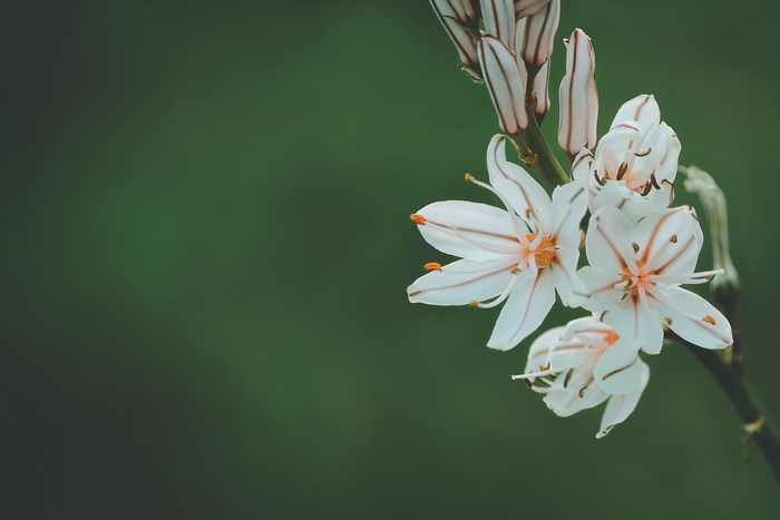 White Blooming Flowers with Greenery