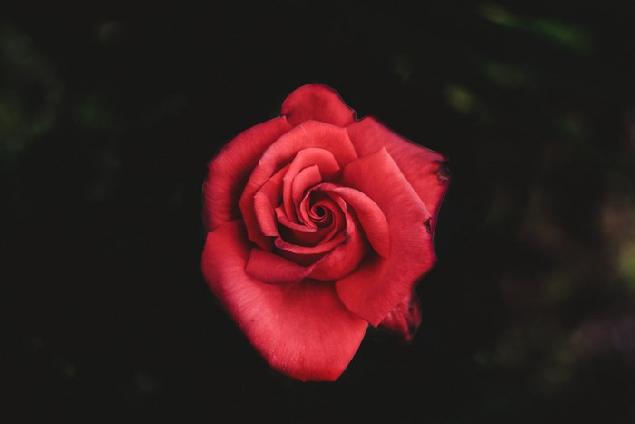 Close-up of a red rose with dark background