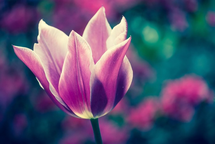 Purple and pink tulip bloom