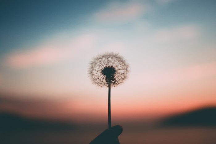 Dandelion silhouette against a sunset sky