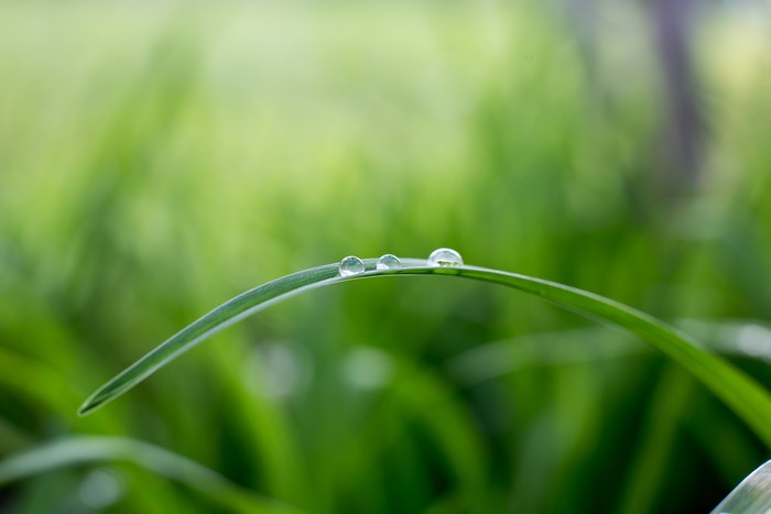 Close-up of water droplets on a blade of grass