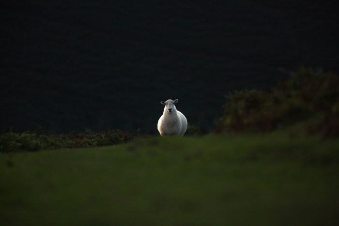 A lone sheep stands on a grassy hill at dusk