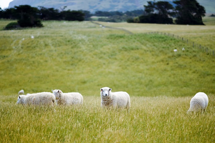 Sheep grazing in a green grassy field