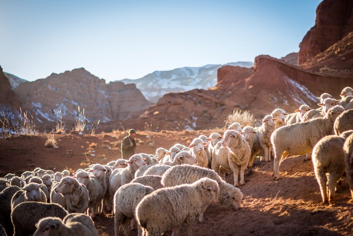 Shepherd with flock of sheep in Kyrgyzstan mountains