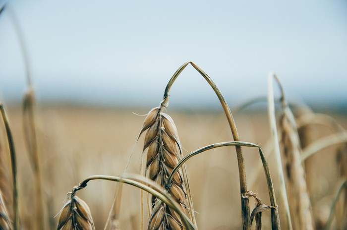 Close-up of wheat stalks in a field