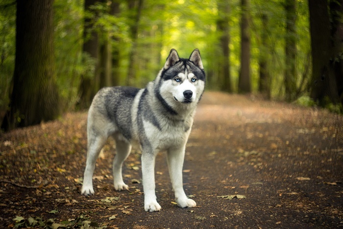 Siberian Husky standing on a forest path