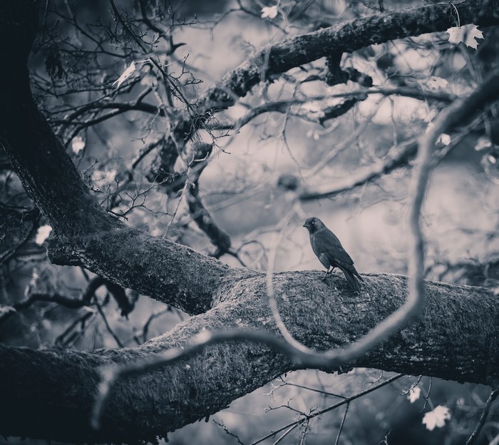 Black and white image of a bird on a tree branch