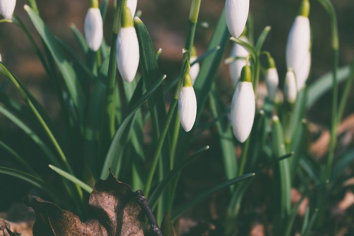 Delicate White Snowdrop Flowers in Early Spring