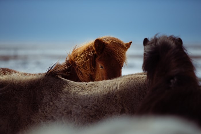 Icelandic horses in a cold, sunny tundra