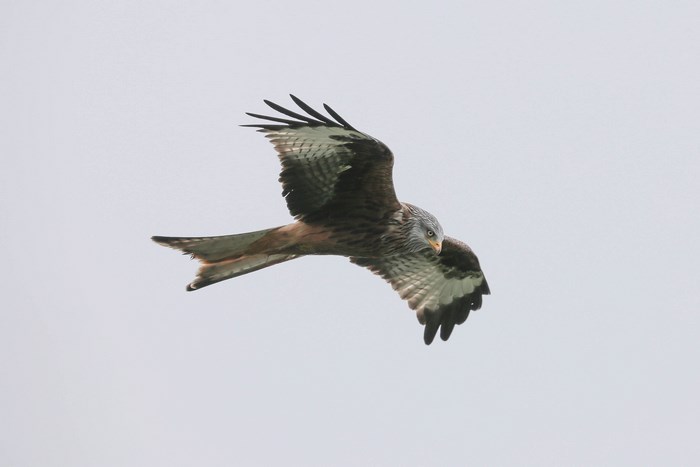 Red Kite bird of prey flying in the sky