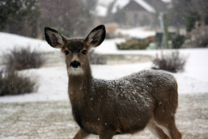 Deer in the snow during winter