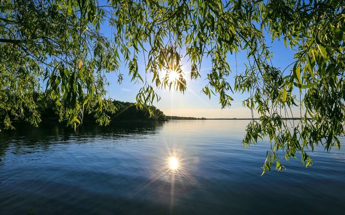 Sunlight shining through willow branches over a lake