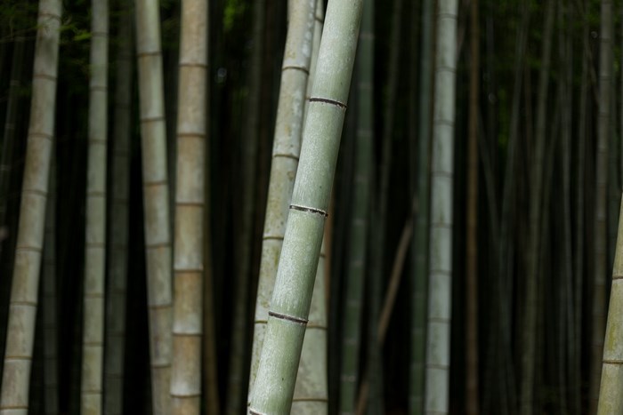 Bamboo forest with tall stalks