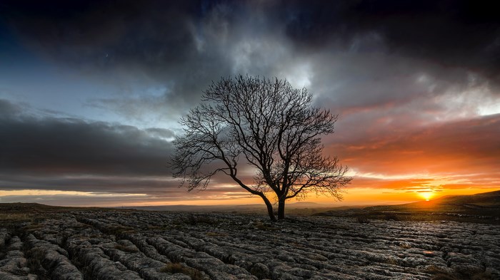 Lone tree on rocky field during sunrise and storm clouds