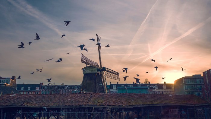 Birds flying near a windmill at sunrise in the Netherlands