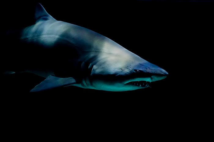 Shark with sharp teeth swimming in dark water