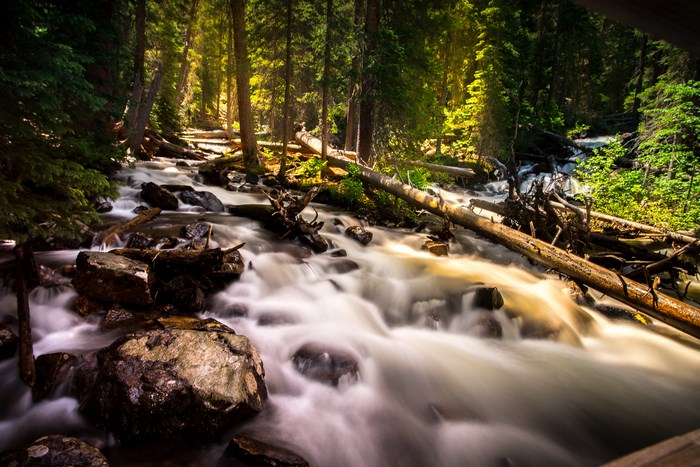 Sunlight streams through a forest onto a rocky creek