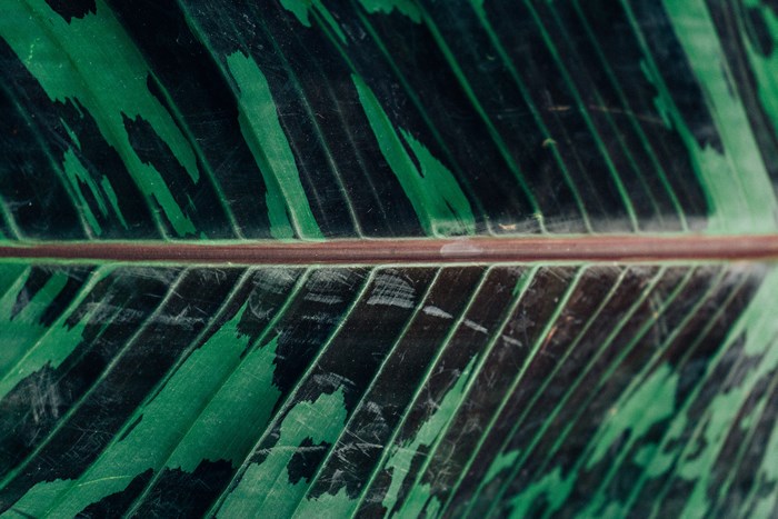 Close-up of a green and black patterned leaf with a central vein