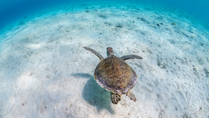 Underwater view of a sea turtle swimming over sandy seabed