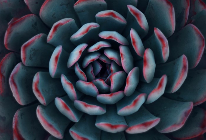 Close-up of a succulent plant with red-tipped leaves