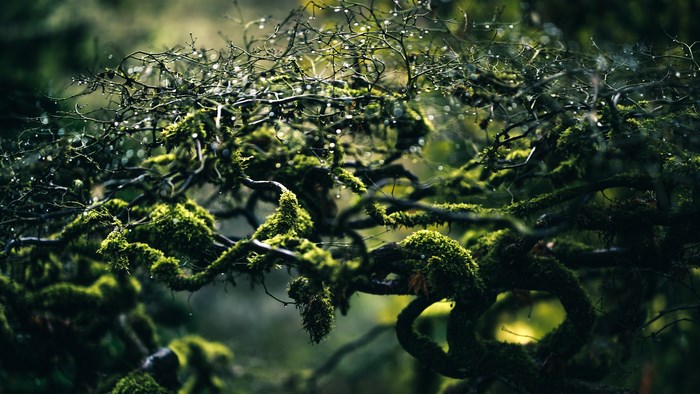 Mossy branches with water drops in a forest
