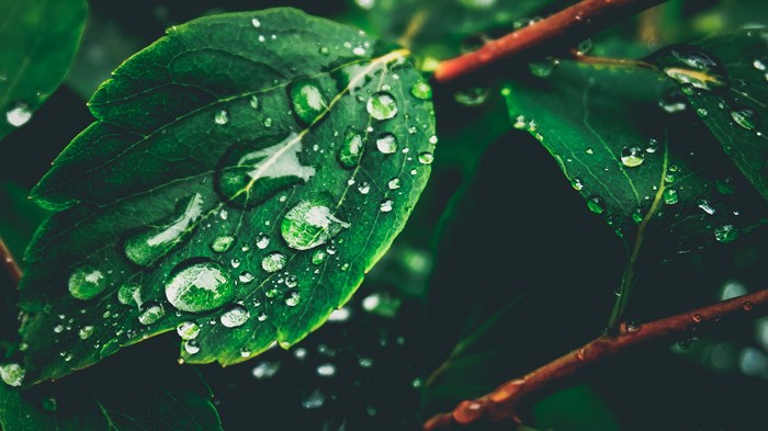 Close up of wet green leaves with water droplets