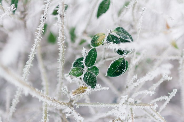 Close up of green leaves covered in frost