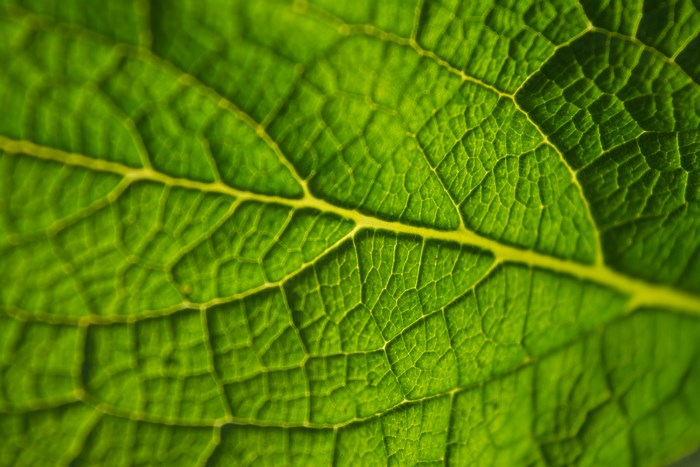 Close-up macro view of a vibrant green leaf texture