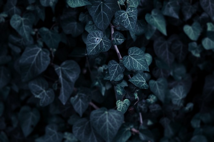 Dark blue-green ivy leaves with visible veins