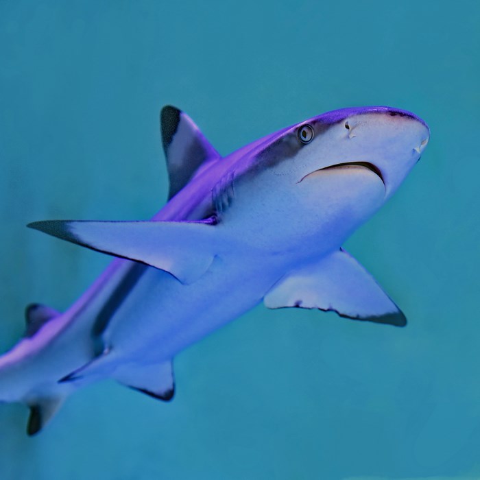 Blacktip Reef Shark Swimming in Blue Water