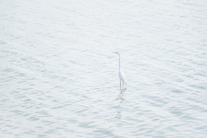 A white heron stands in calm water