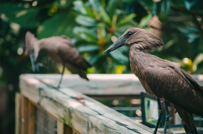 Two brown Hamerkop birds on a wooden railing